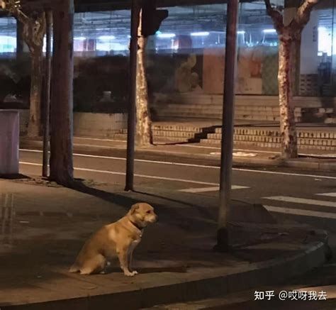 狗走失會去哪|狗狗走丢了，可能去哪呢？这几个地方要好好找